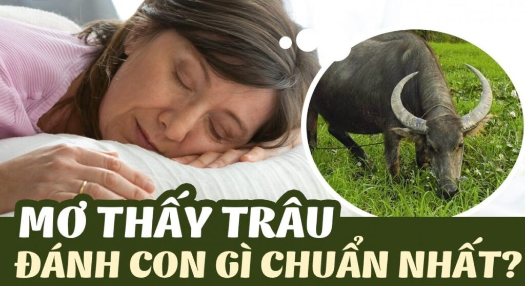 Các con số may mắn liên quan đến giấc mơ thấy trâu