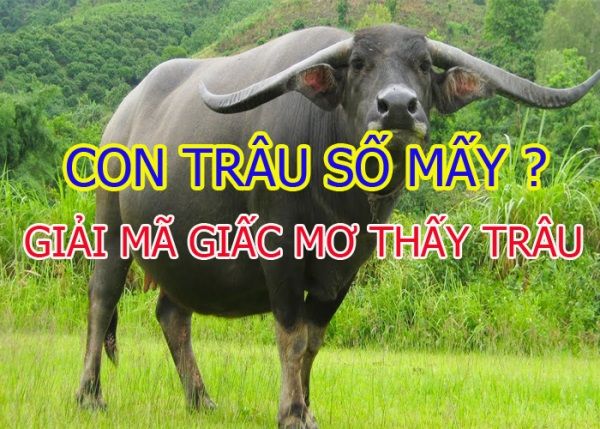 Những điều cần lưu ý khi giải mã giấc mơ thấy trâu