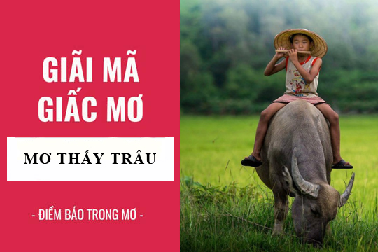 Ý nghĩa của trâu trong văn hóa Việt Nam